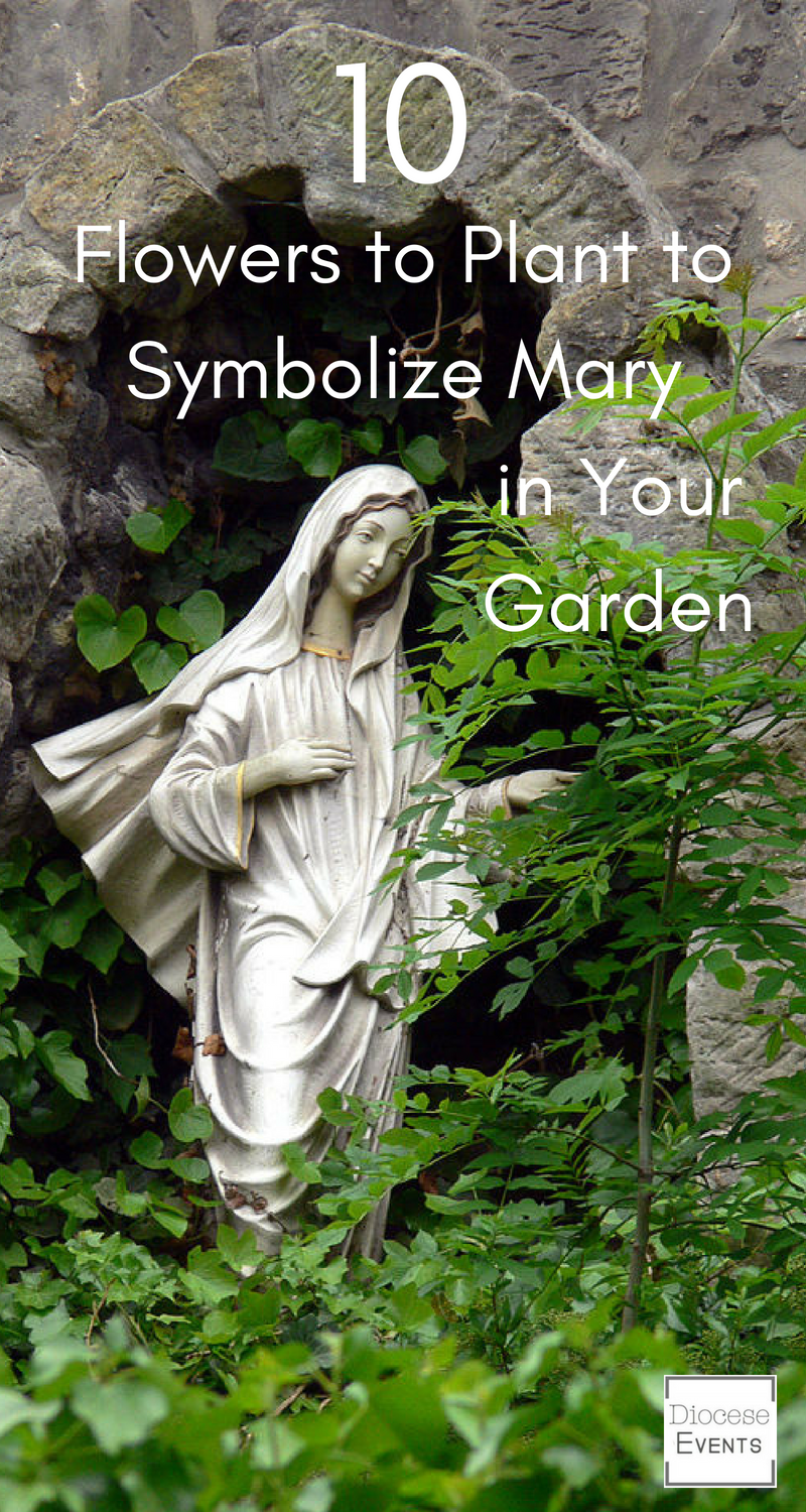 10 Flowers to Plant to Symbolize Mary in Your Garden - Diocese Events